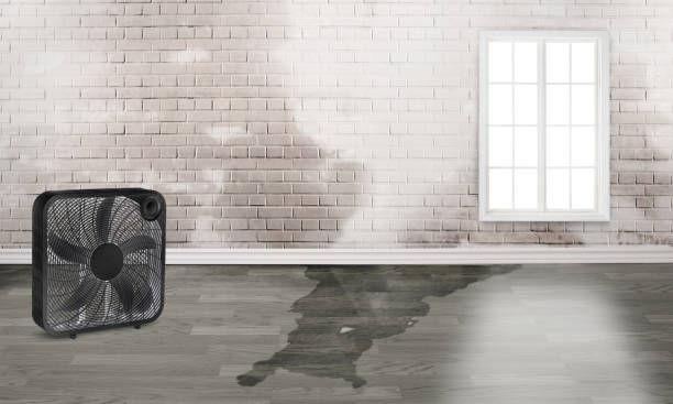 Best Carpet water damage restoration  in Staten Island, NY